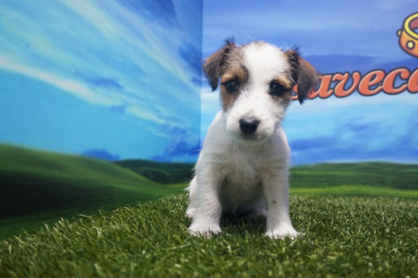 Jack Russell hembra