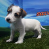 Jack Russell hembra