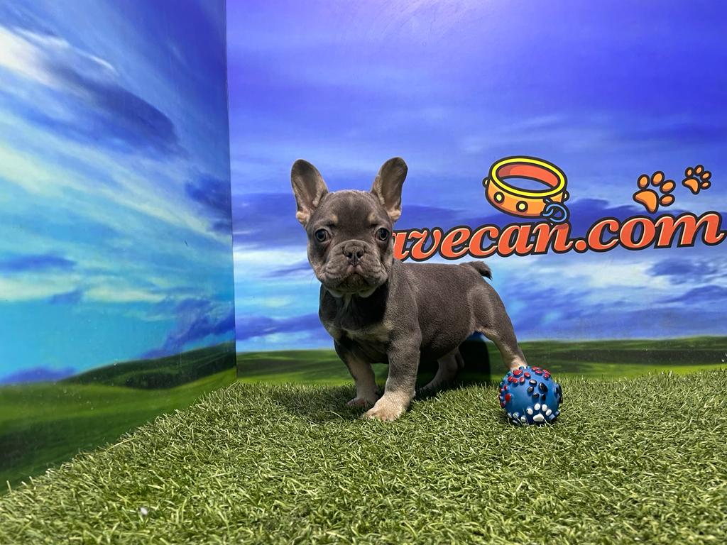 Bulldog Francés macho Blue-Lillac - Comprar perros y cachorros. Consulta  precio online. Venta de perros en Valencia y Alicante