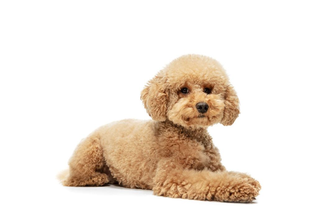 cachorro de Caniche toy marron