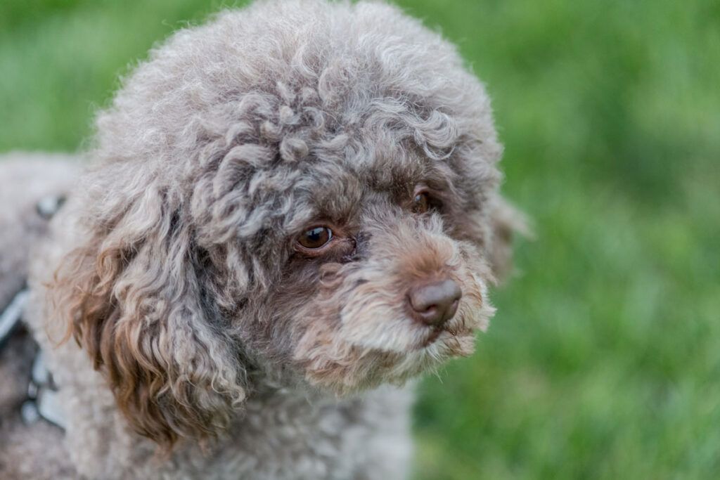 cachorro de Caniche toy