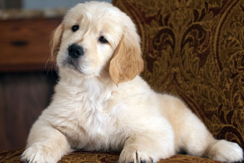 cachorro de Golden Retriever