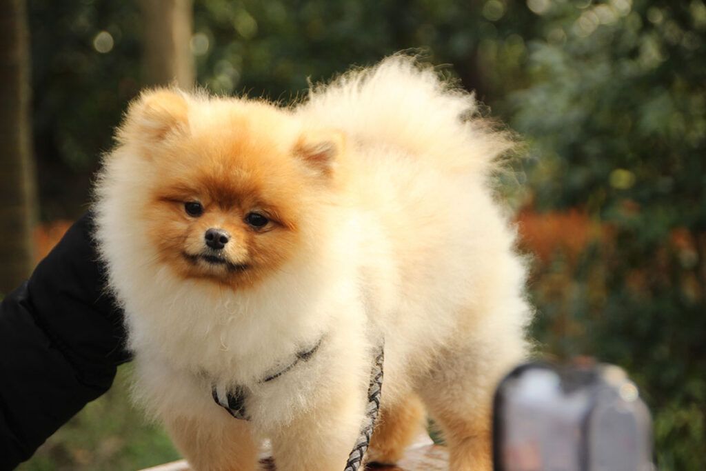 cachorro de Lulú de Pomerania