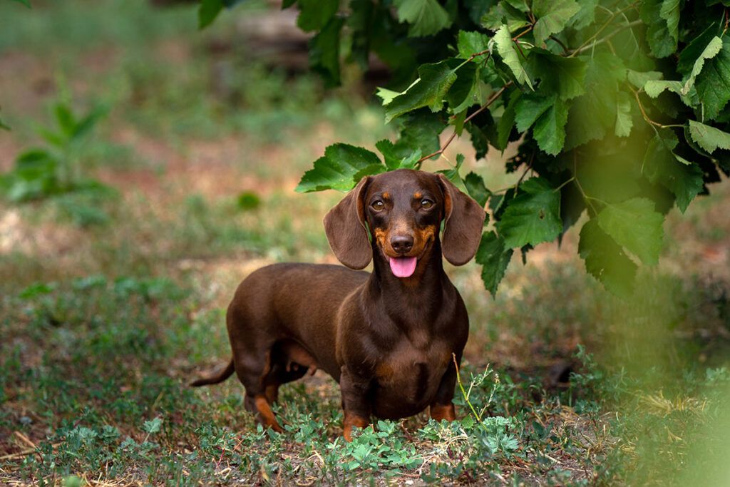 cachorro de Teckel pelo corto