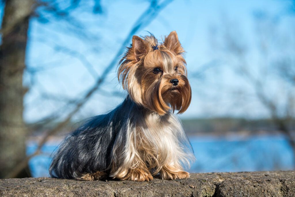 cachorro de Yorkshire