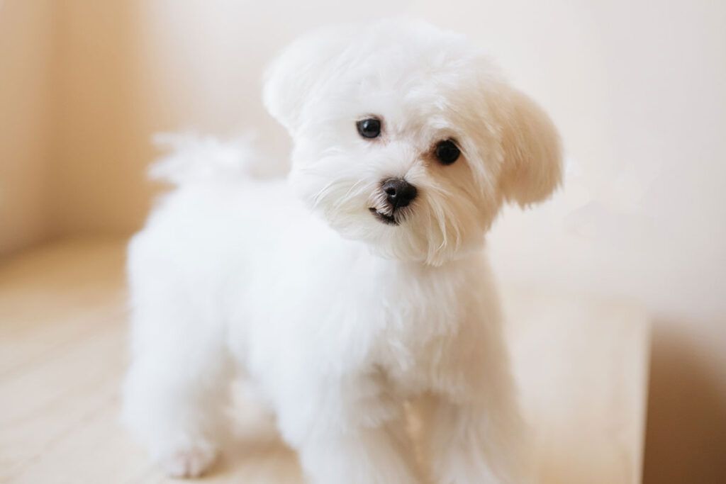 cachorro de maltes coreano